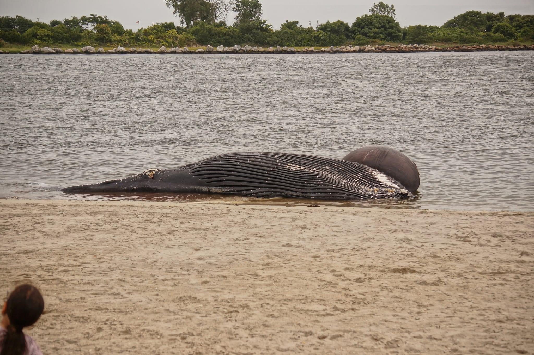 Dead humpback whale washes ashore in Far Rockaway near Queens Carnival