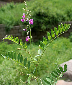 Teh Jati Annaherbal: Khasiat/Manfaat Daun Jati China 295_X_250_jpg