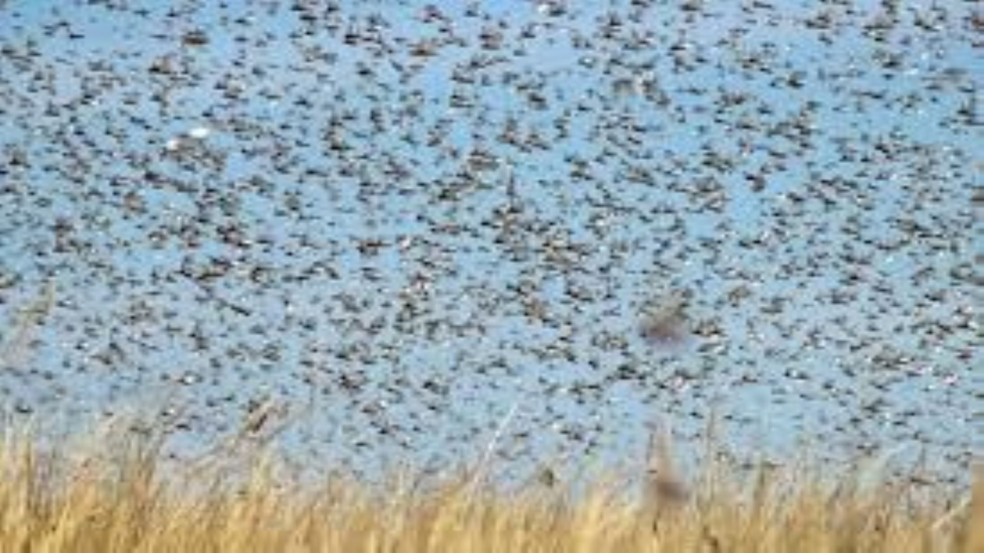 Speaking of “R” rates and Desert Locusts Q Partnership