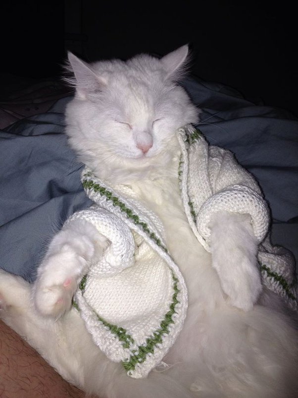 Why do cats love to be gently squished? Quora