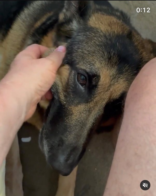 Why Do Dogs Understand Pointing