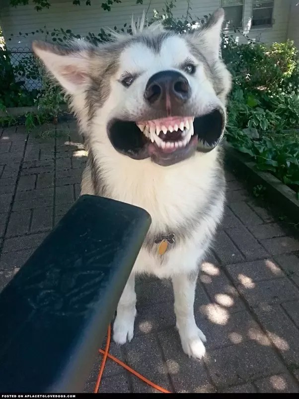 Why Don T Dogs Like To Be Blown On