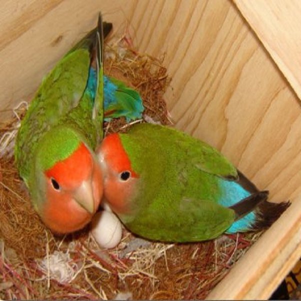 How Long Does It Take a Lovebird Egg to Hatch Avian Whispers