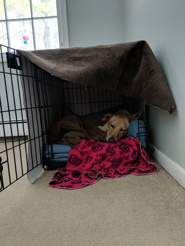 Are Dog Crates Cruel