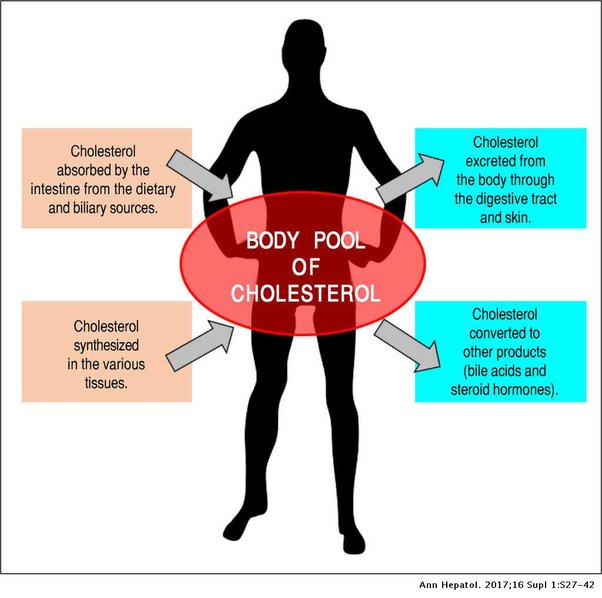 How can coffee be bad for cholesterol? Quora