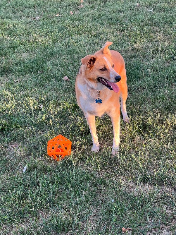 How Do You Know If A Dog Has Had Puppies