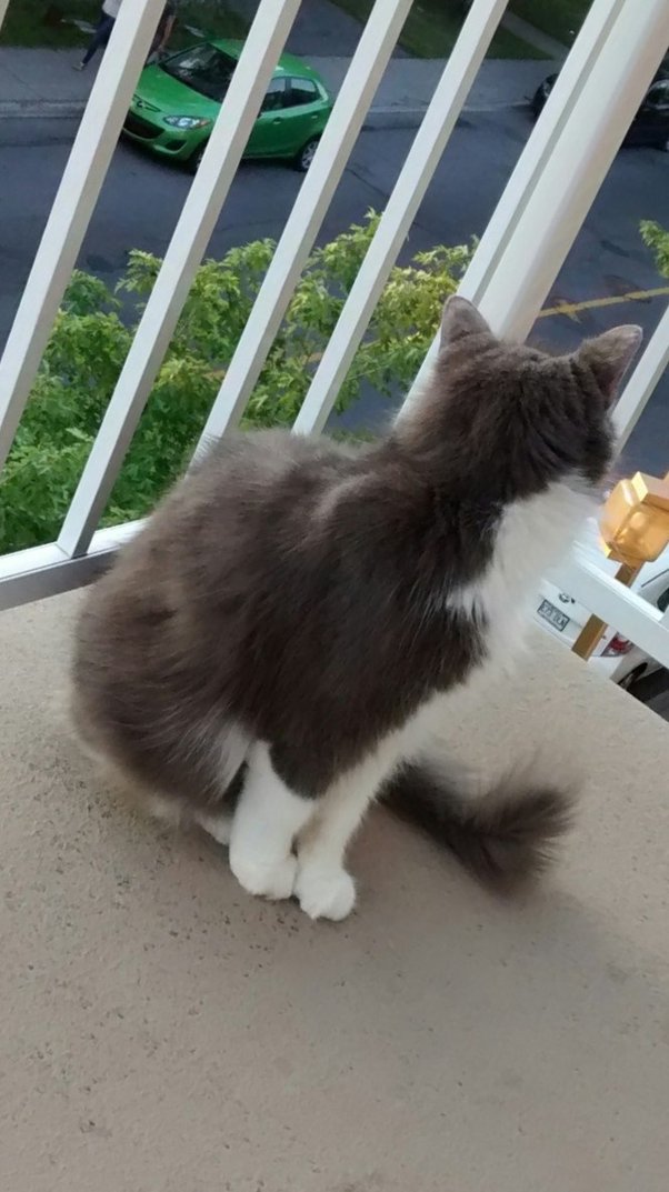 My cat has been scratching, licking, and biting himself more than usual