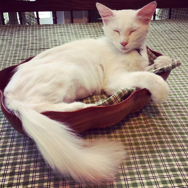 How to help my new cat feel comfortable around me Quora