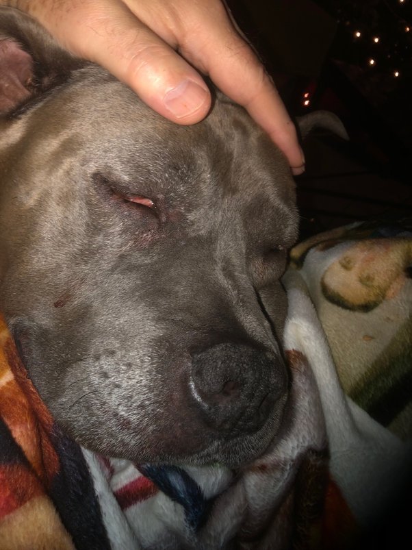 How Do I Stop My Dog From Running To Other Dogs