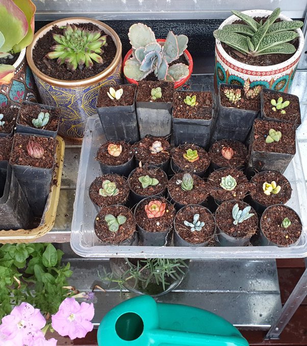 Do cacti grow without soil? Quora