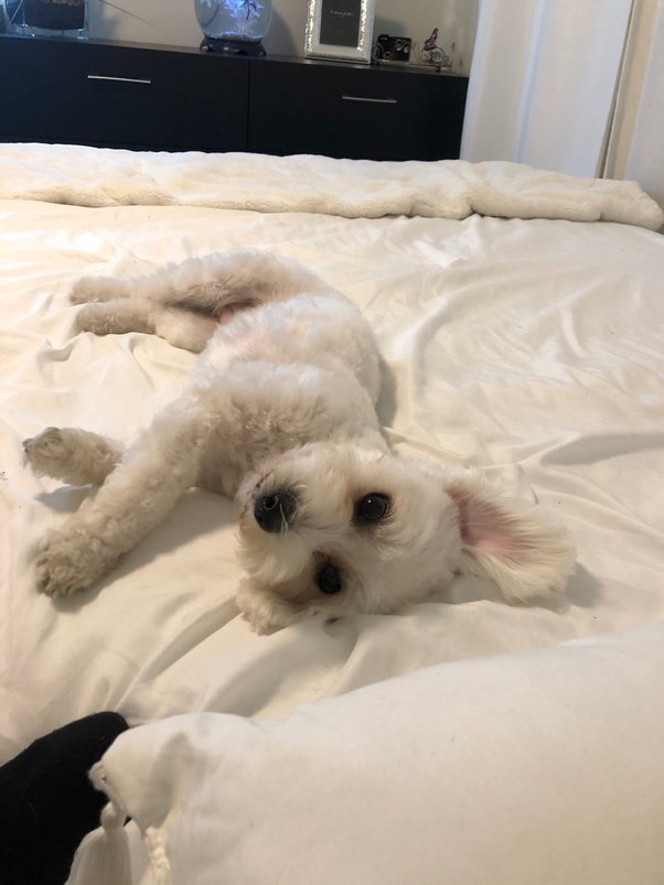 How To Get Your Dog To Sleep In Your Room