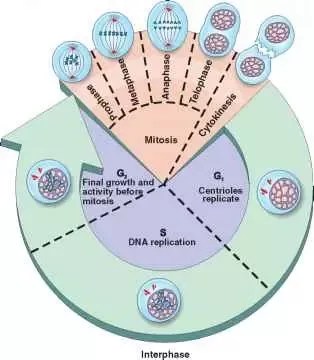 What Happens During The S Phase Of Mitosis? - Quora