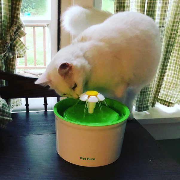 Algae in Cat Water Fountain Keep Your Pet's Water Pure!