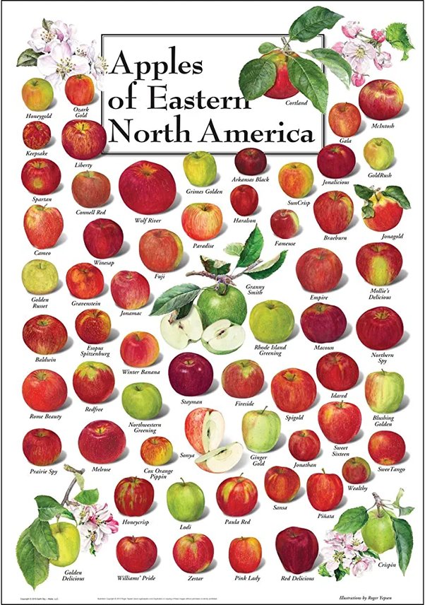 How much sun and water does an Apple tree need in order to produce fruit? Quora
