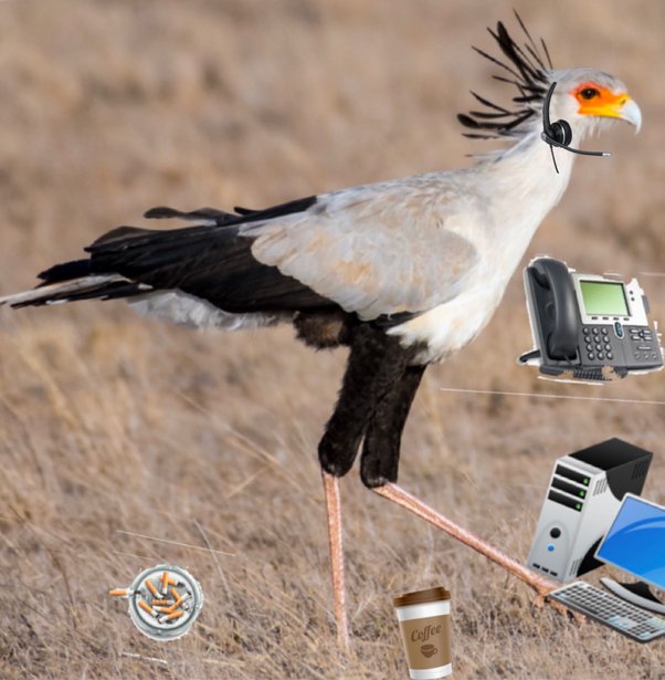 What does it mean if my bird’s leg band doesn't say anything? Quora