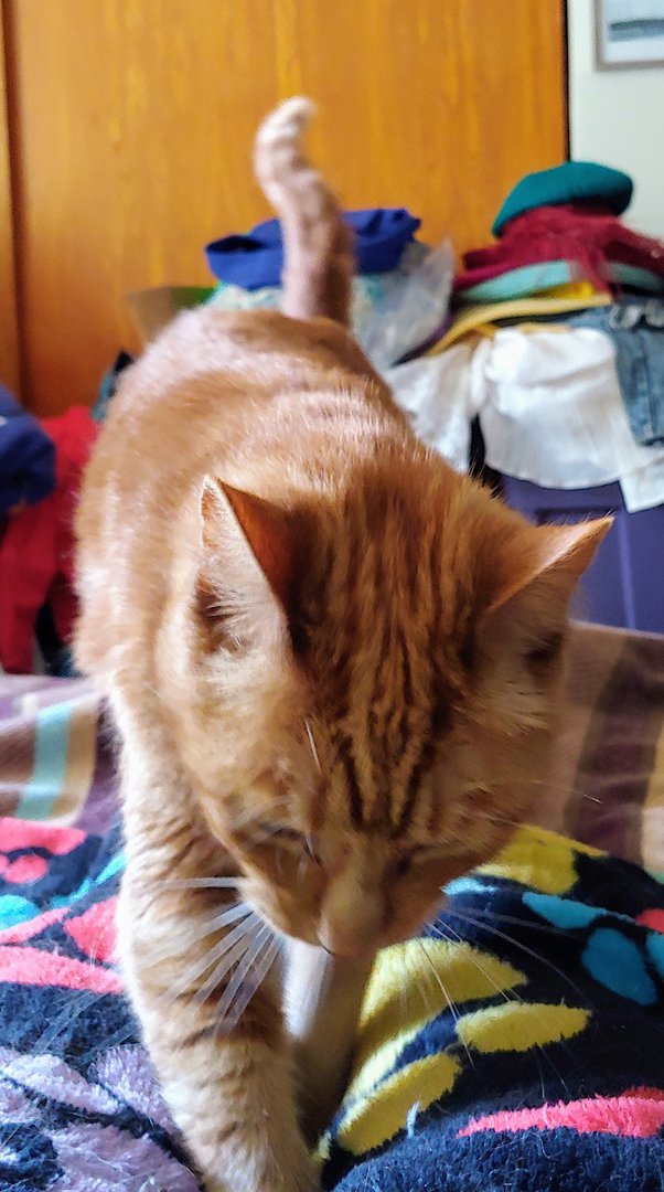 Why will my cat stare into corners and door frames? Quora