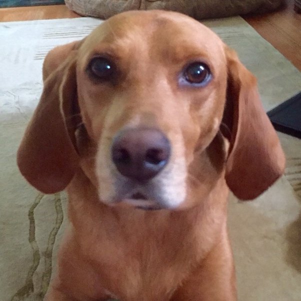 Is It Illegal To Throw Away A Dead Dog