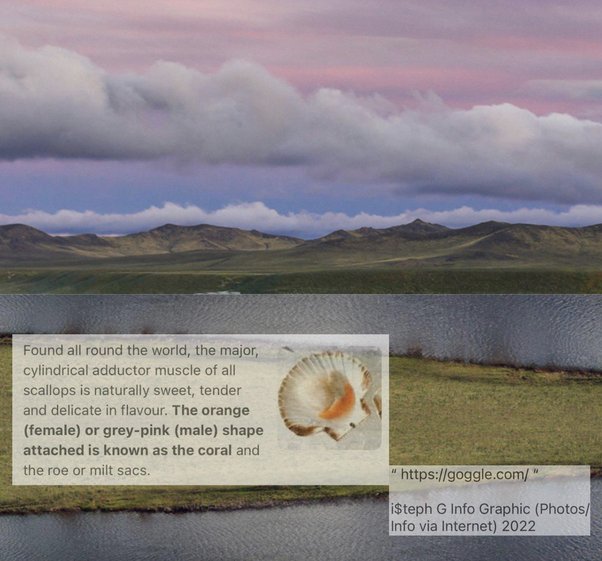 Why do scallops live under the sea? Quora