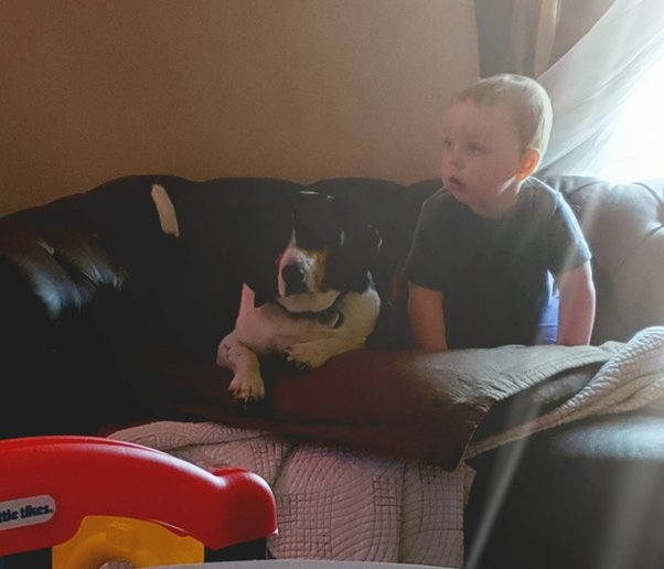 How to turn an inside dog to an outside dog Quora