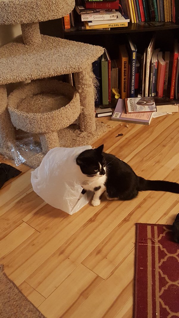 How long can a cat be left alone with an empty box or bag of yarn