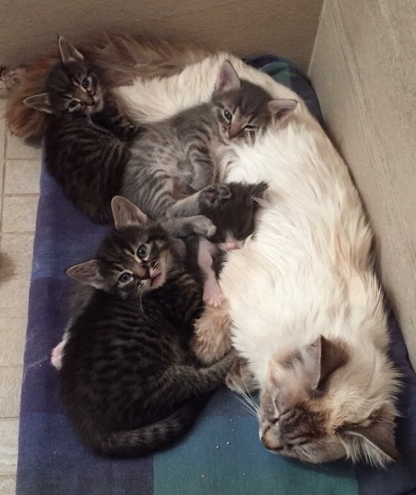 How is the father of a litter of kittens determined if both parents are