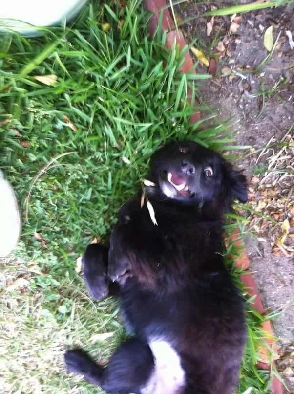 Why Does My Dog Stand On My Chest And Stare At Me