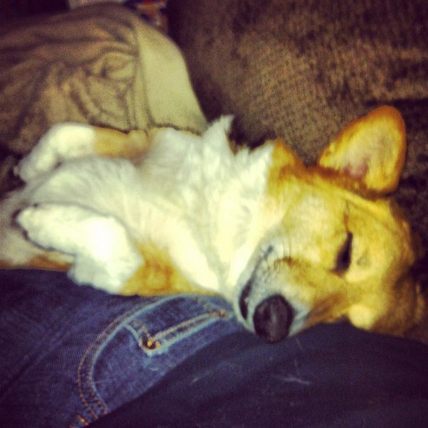 When does your dog sleep upside down? Quora