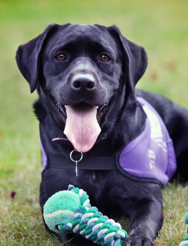 What Does It Mean When Your Dog Rubs Up Against You
