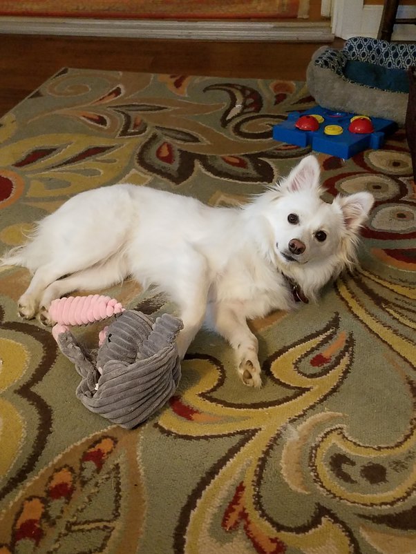 How To Stop Dog From Eating Random Stuff