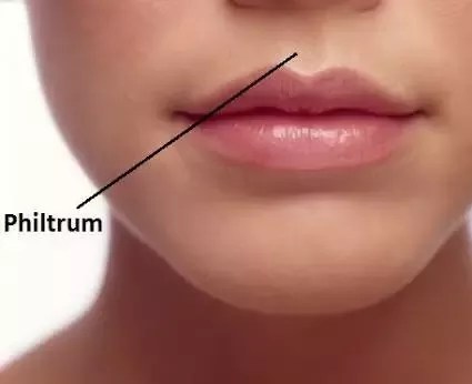 What's The Name Of The Part Between The Center Of The Mouth And The Nose? - Quora