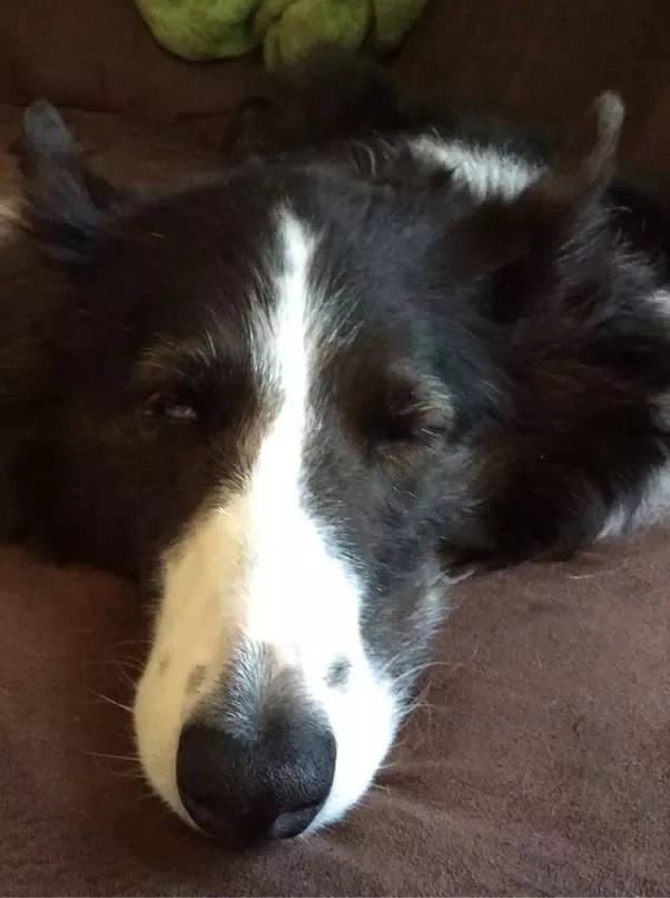 Why Is My Dog Waking Up Early All Of A Sudden