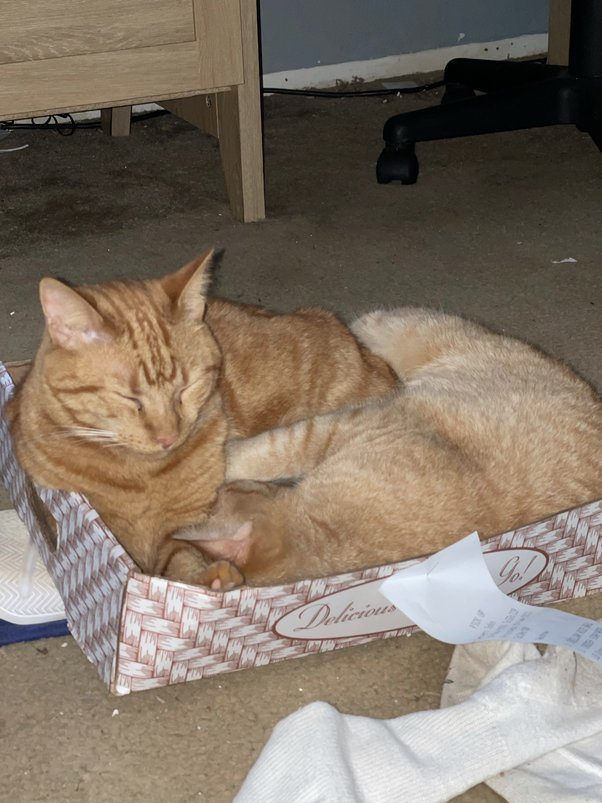 How to get my cat down from a high place Quora