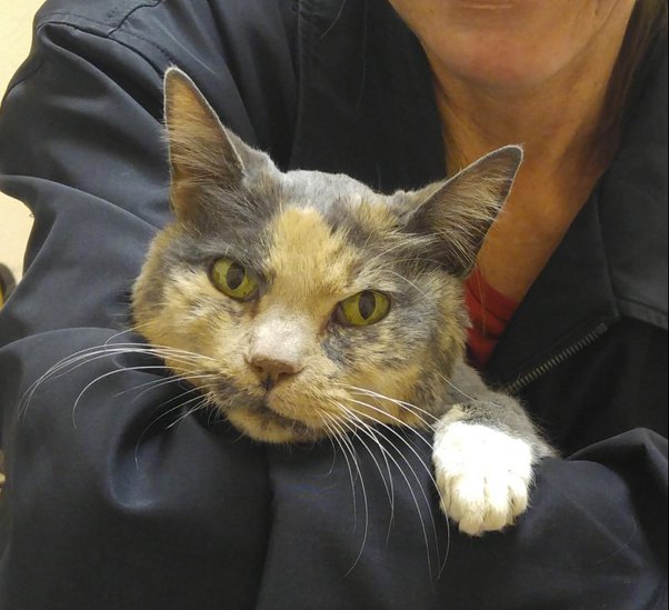 Who discovered that cats like lasers, and how did they discover it? Quora