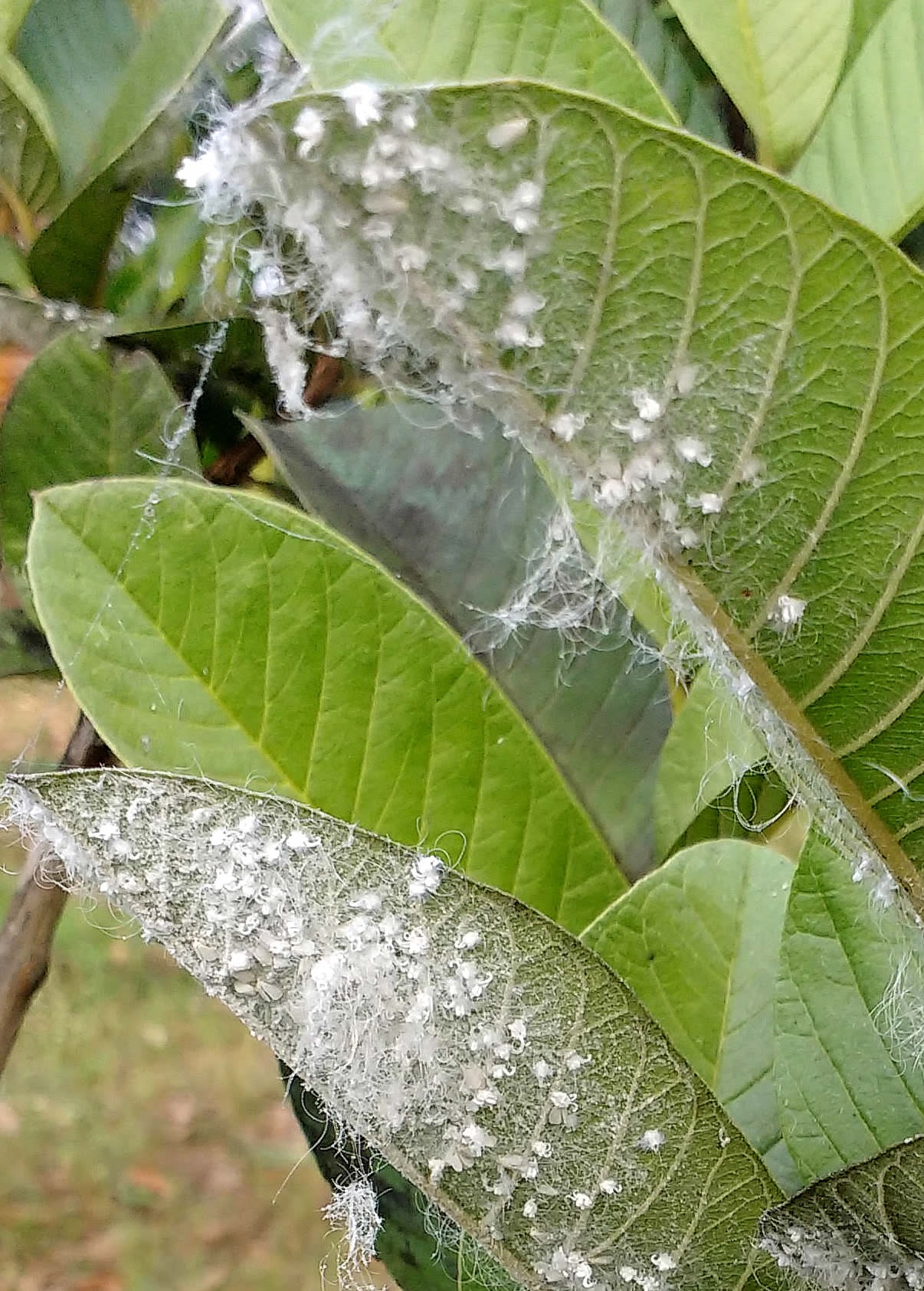 What Is Powdery Mildew? Powdery Mildew is a contagious infection that