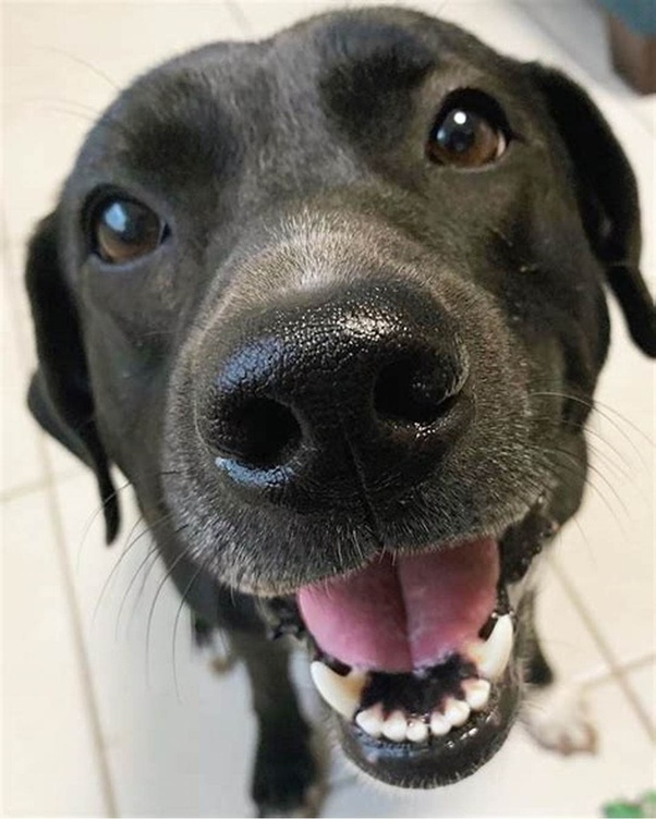 Have you ever had your dog touch you accidentally and it hurt? Quora