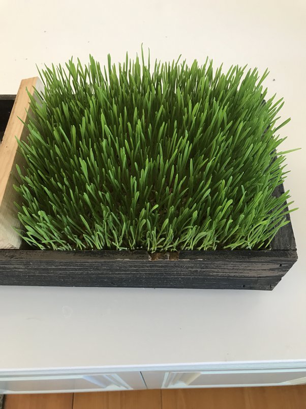 How to keep my cat from eating all my house plants Quora