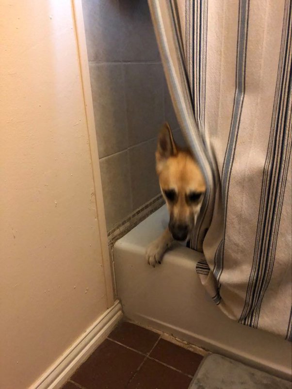 Is It Okay To Shower Dog At Night