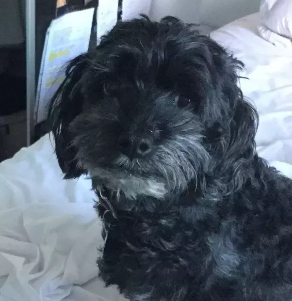 Should You Punish Your Puppy For Peeing In The House