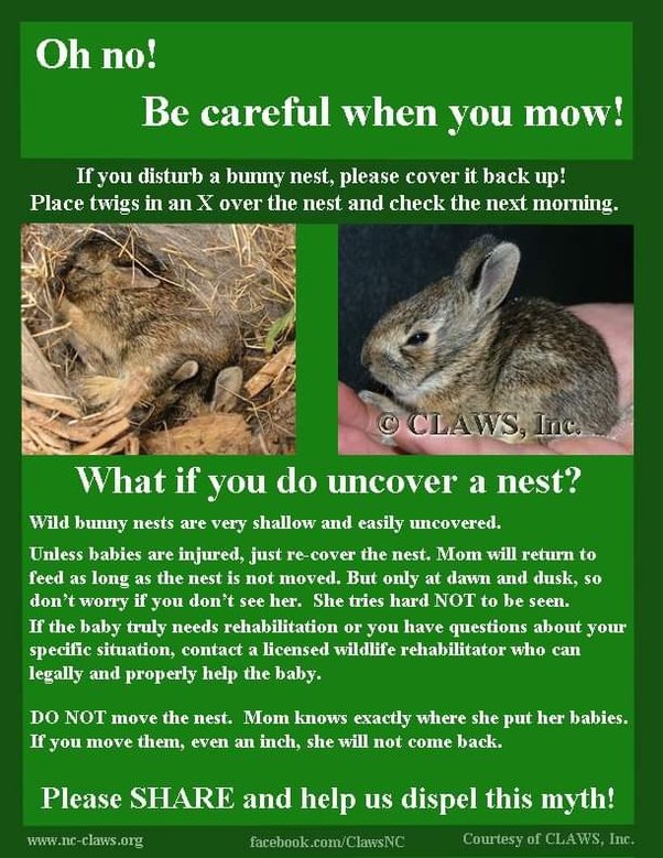 How Do Mother Dogs Keep Newborns In The Nest