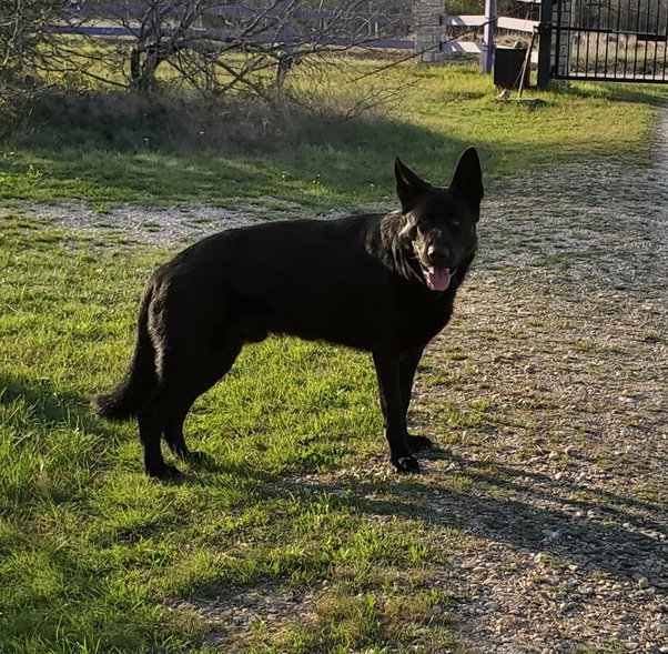 Can I Bathe My Dog With Parvo