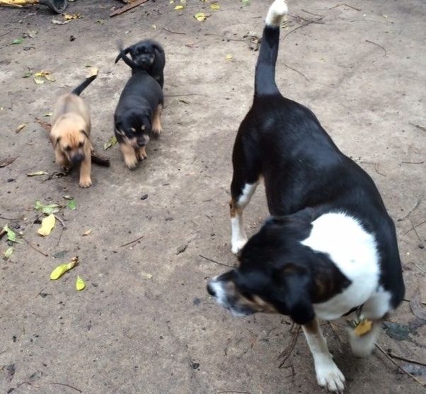 17+ Craigslist Pets Tucson Az KeiranKitana