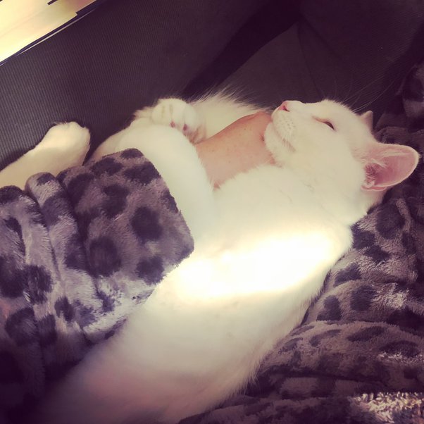 Why are some cats more kind and affectionate than others? Quora