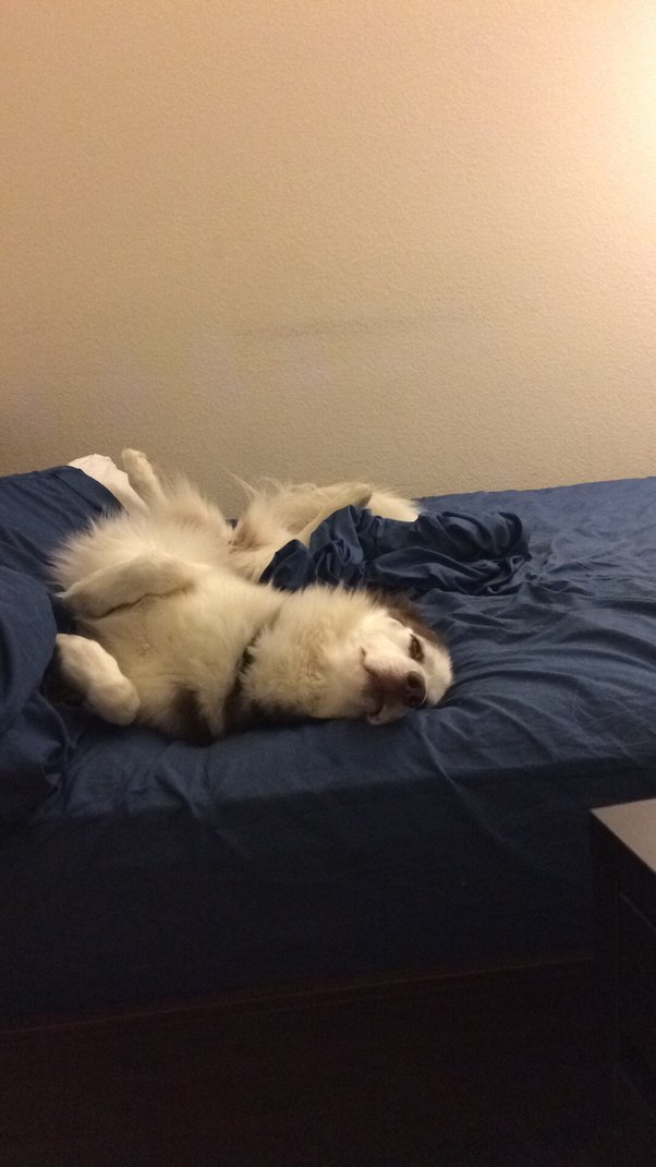 How To Put A Husky To Sleep