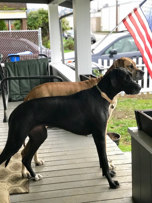 Do Great Danes make good guard dogs? Quora