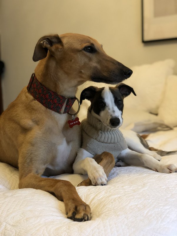 Are Great Danes And Greyhounds Related