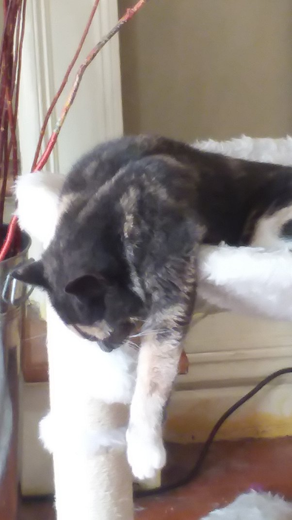 Where should you put a cat bed? Quora