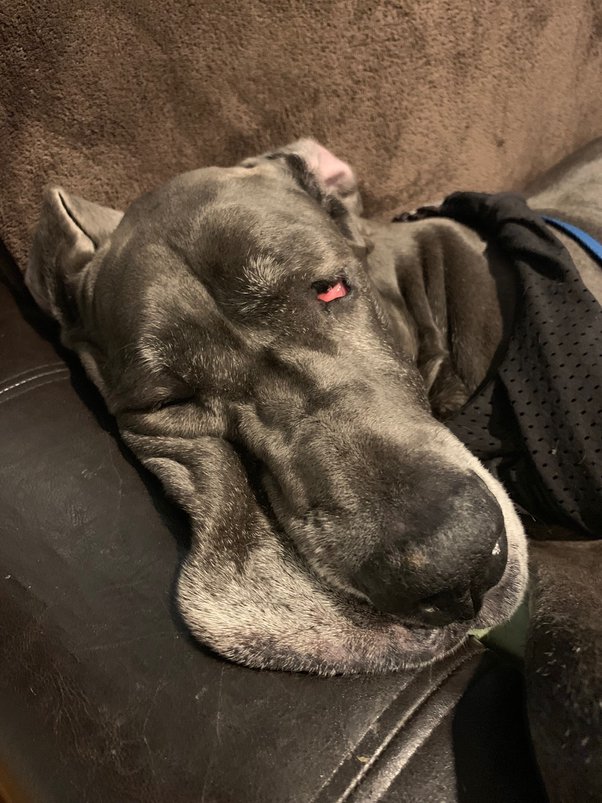 Why Does My Dog Crawl On His Belly