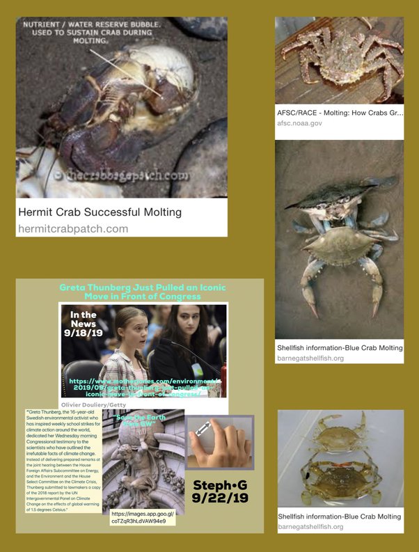 Hermit Crab Molting Stages