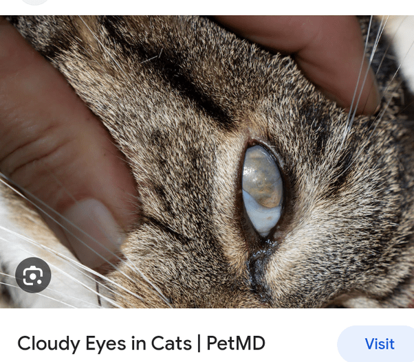 Exocin Eye Drops For Cats Side Effects v9306.1blu.de