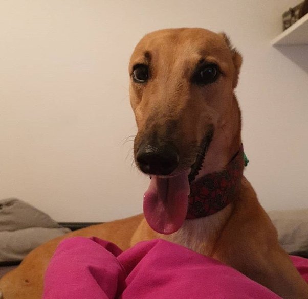 Are Great Danes And Greyhounds Related